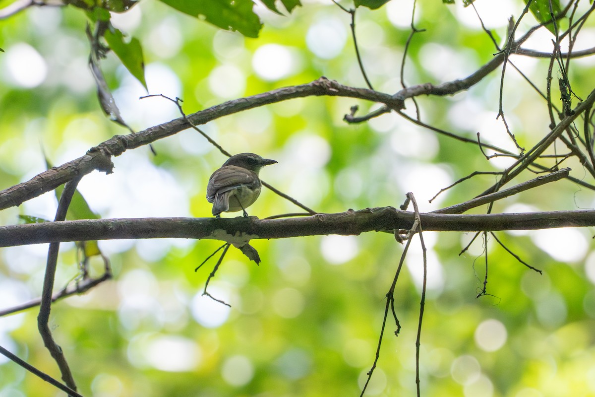 Gray Whistler - ML644671134