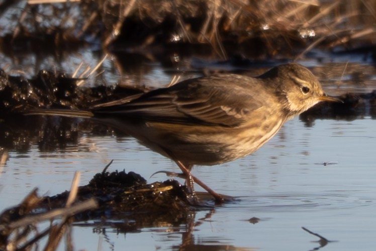 Щеврик американський - ML644671141