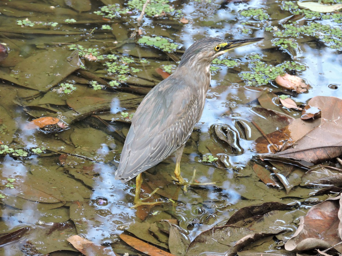 Striated Heron - ML644671147