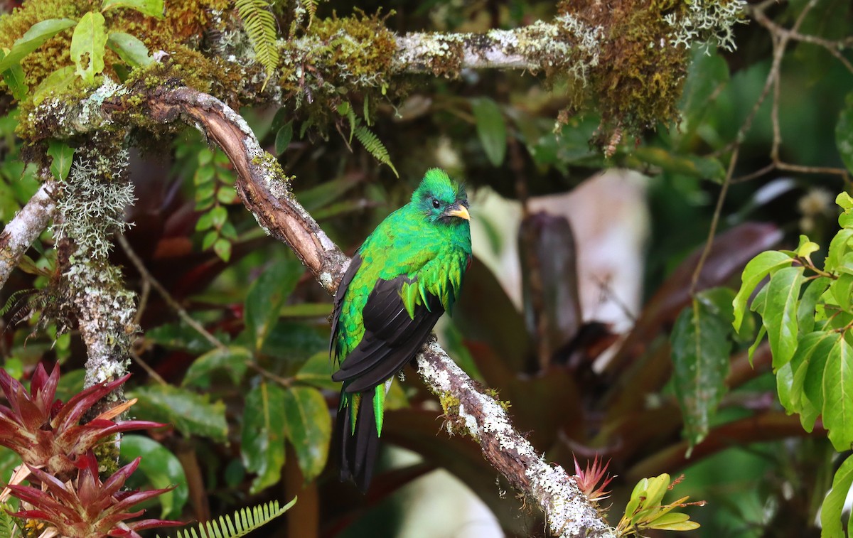 Quetzal resplendissant - ML644671177