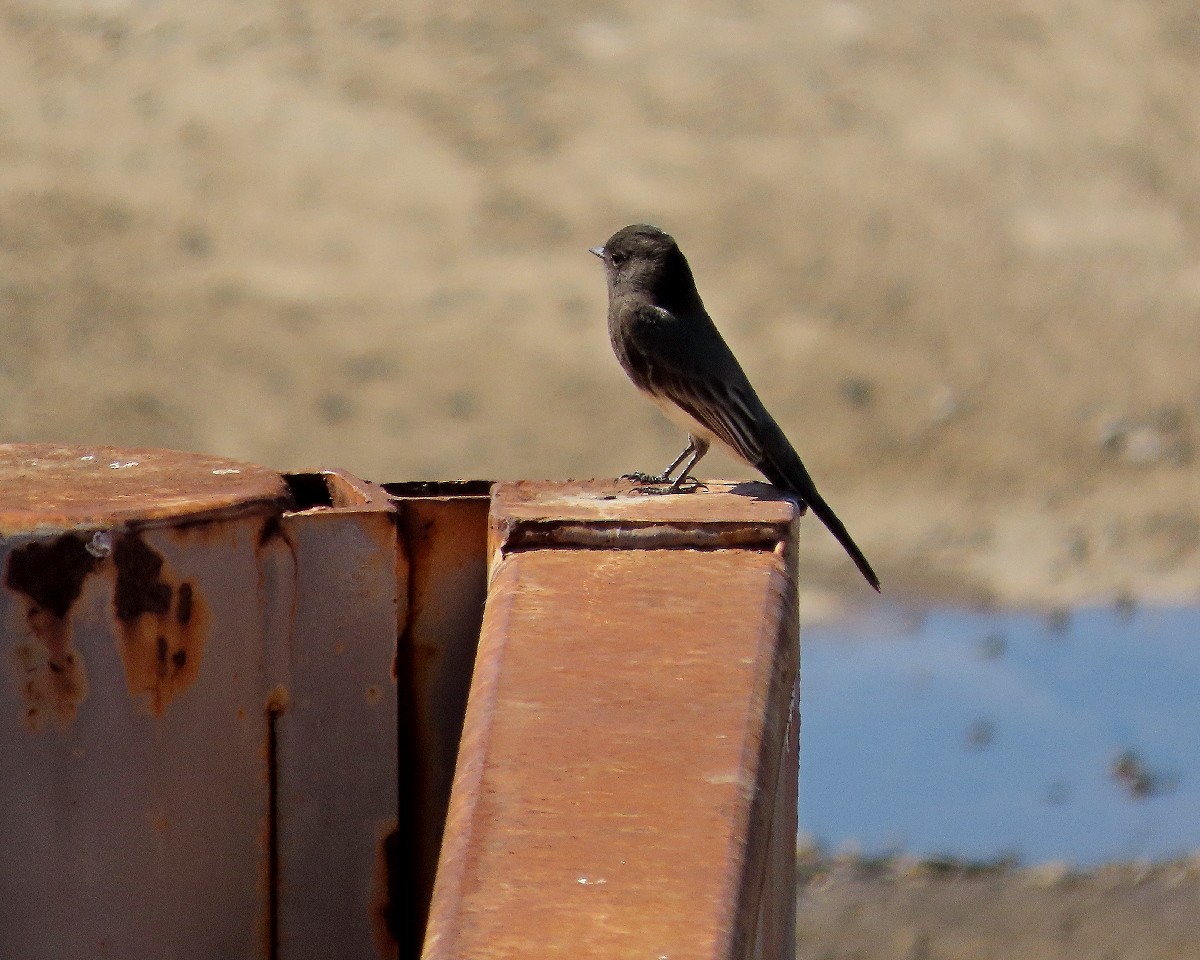 svartfibi - ML644671181