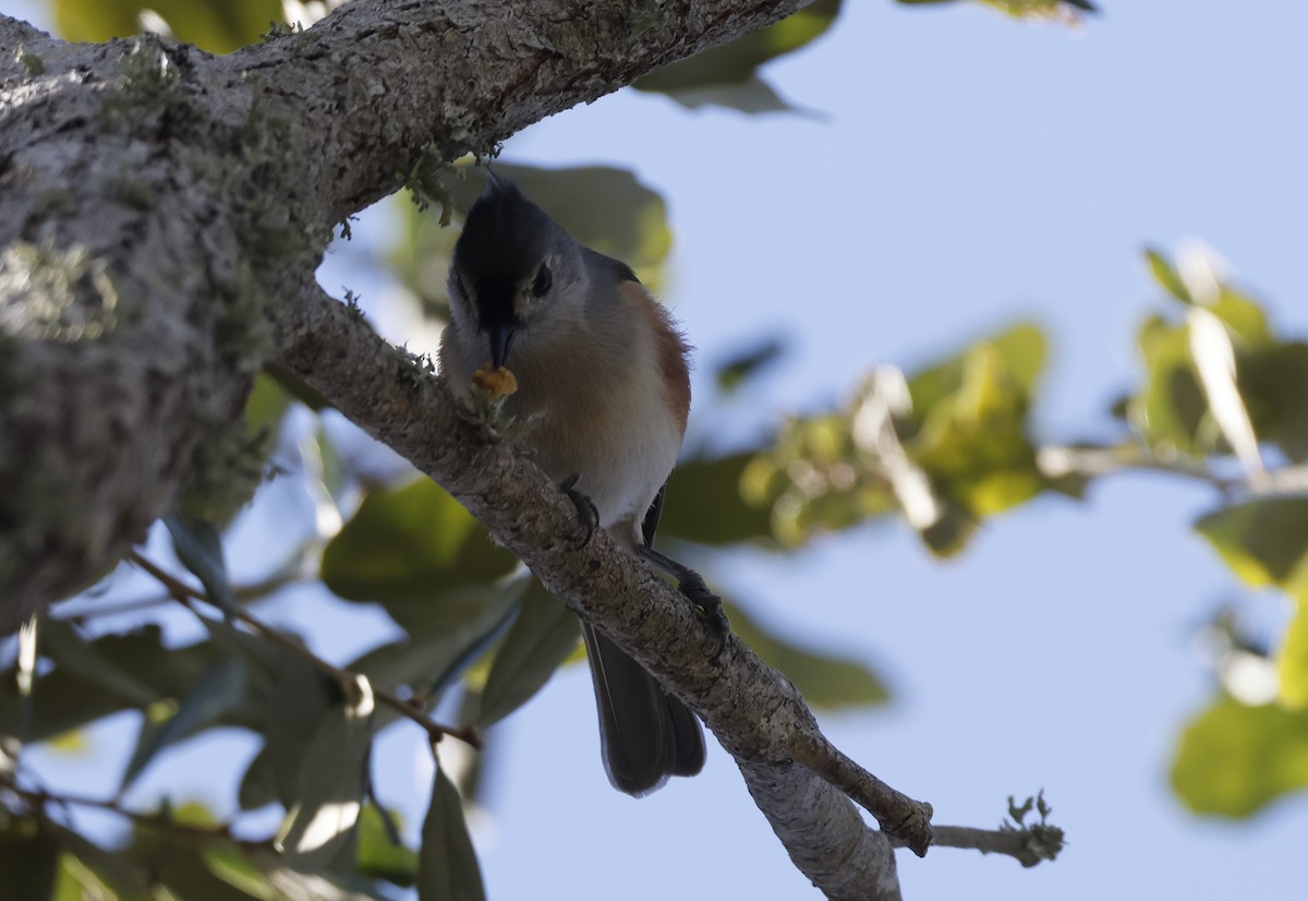 gråduskmeis - ML644671191