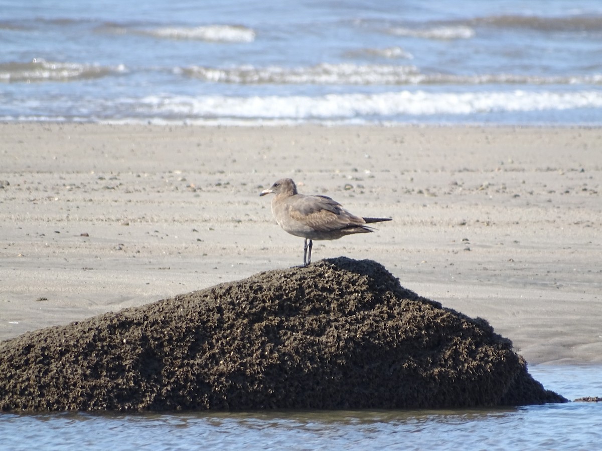 Heermann's Gull - ML644671197