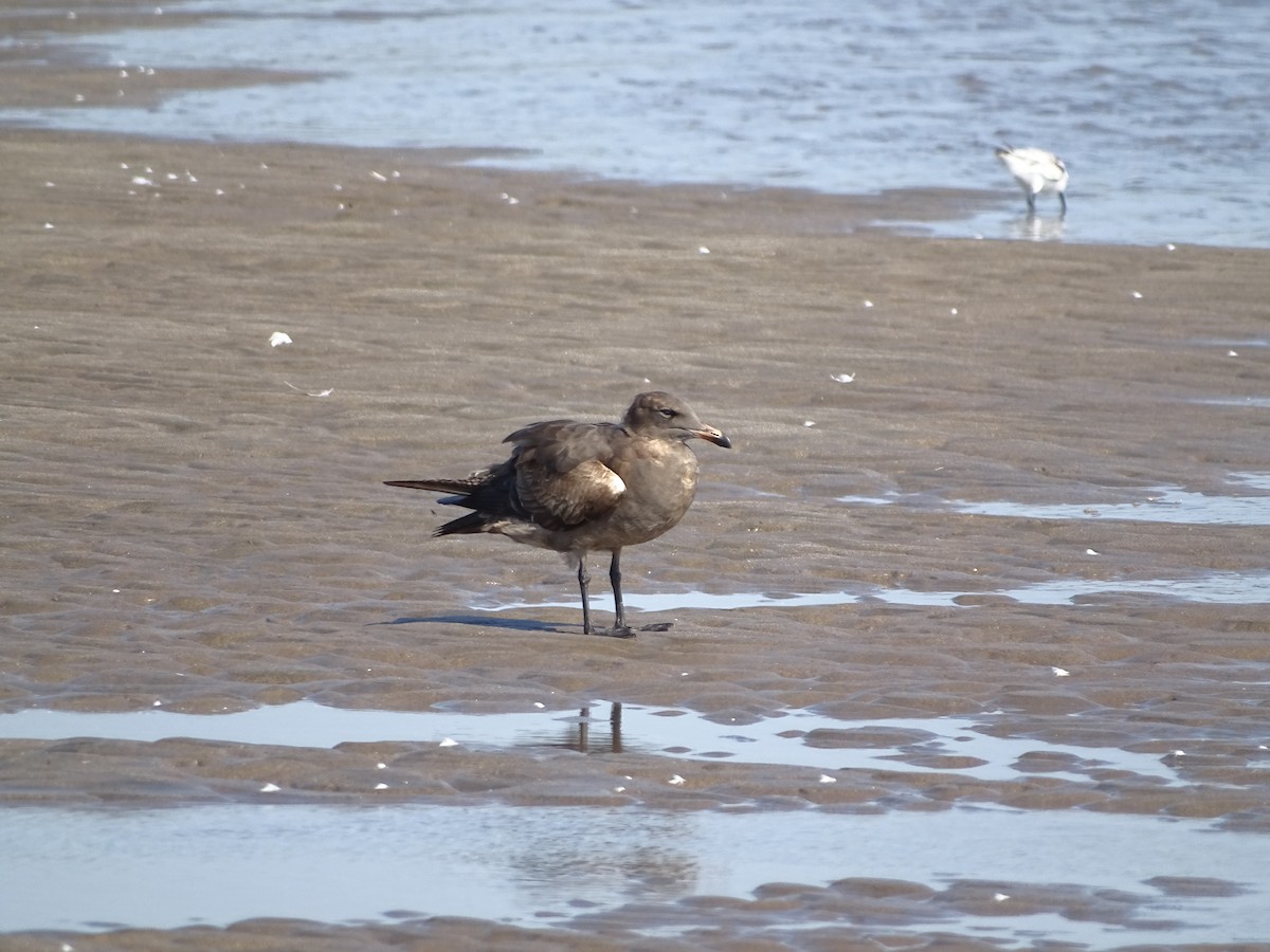 Heermann's Gull - ML644671198
