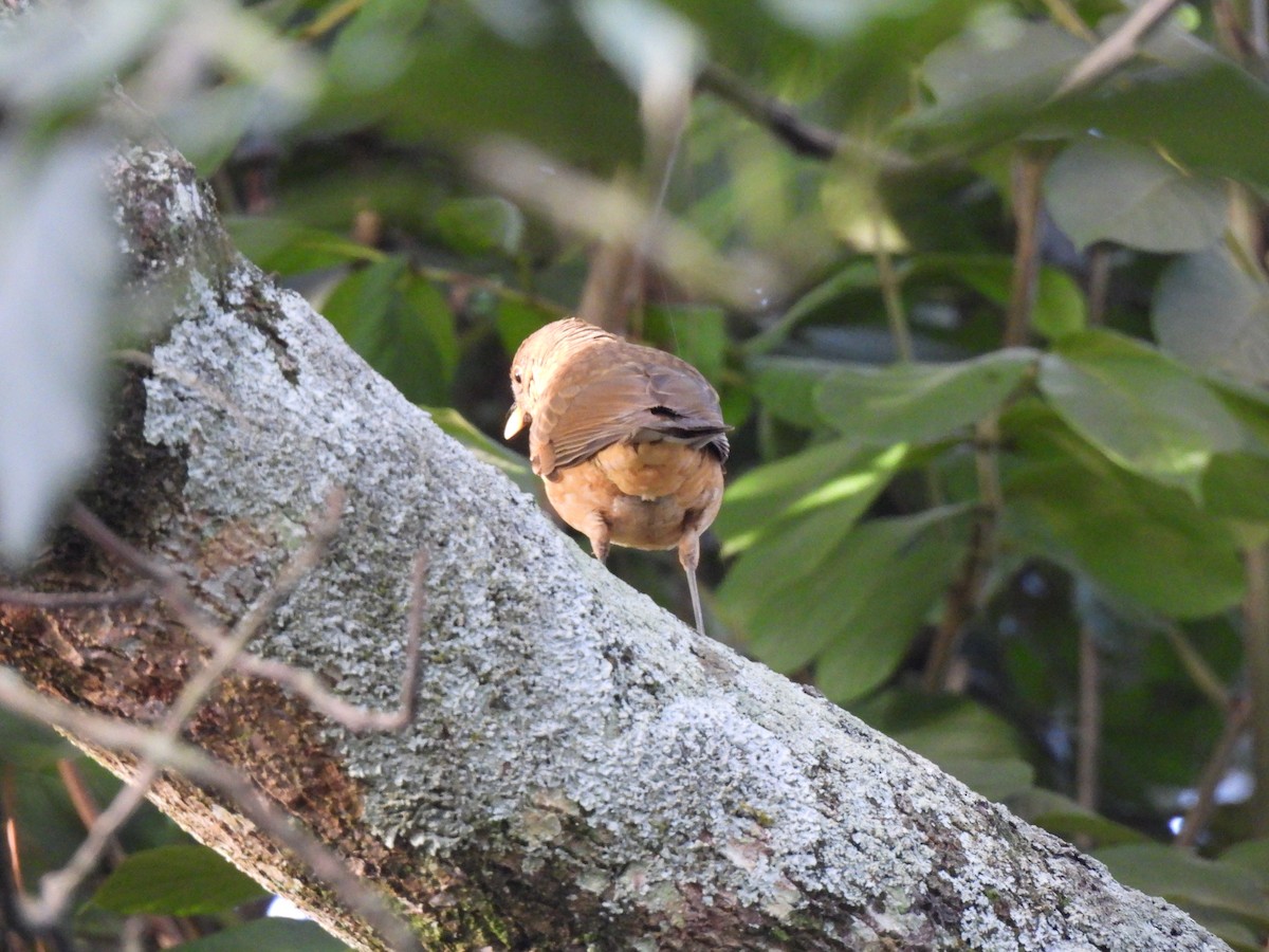 Merle fauve - ML644671202