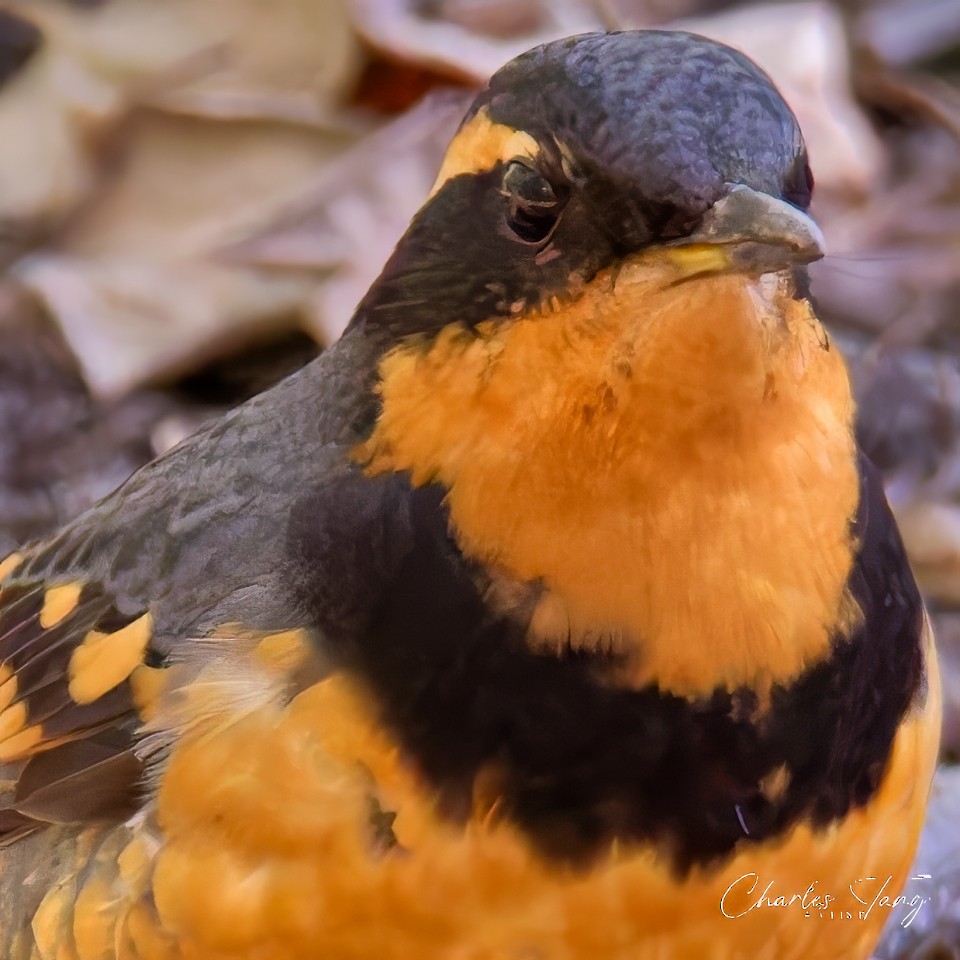 Varied Thrush - ML644671203