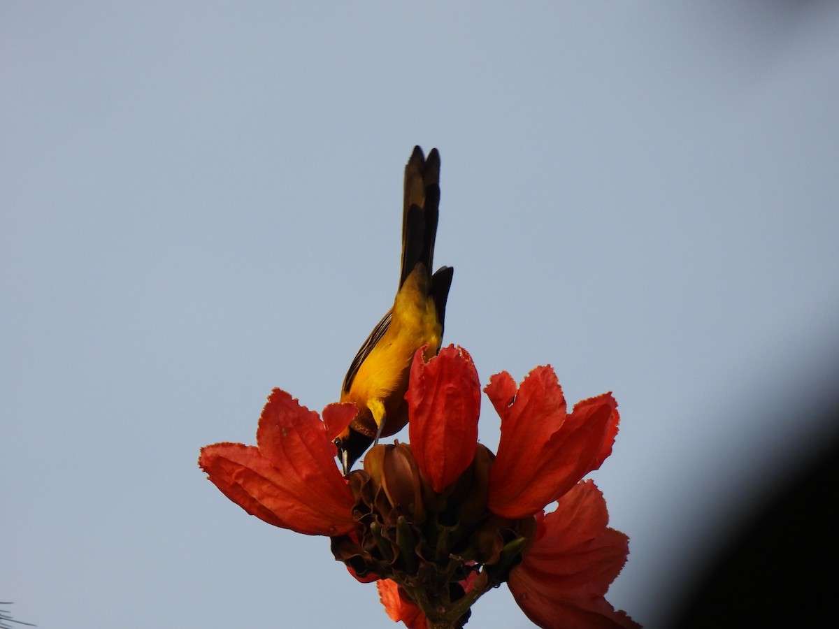 Black-vented Oriole - ML644671216