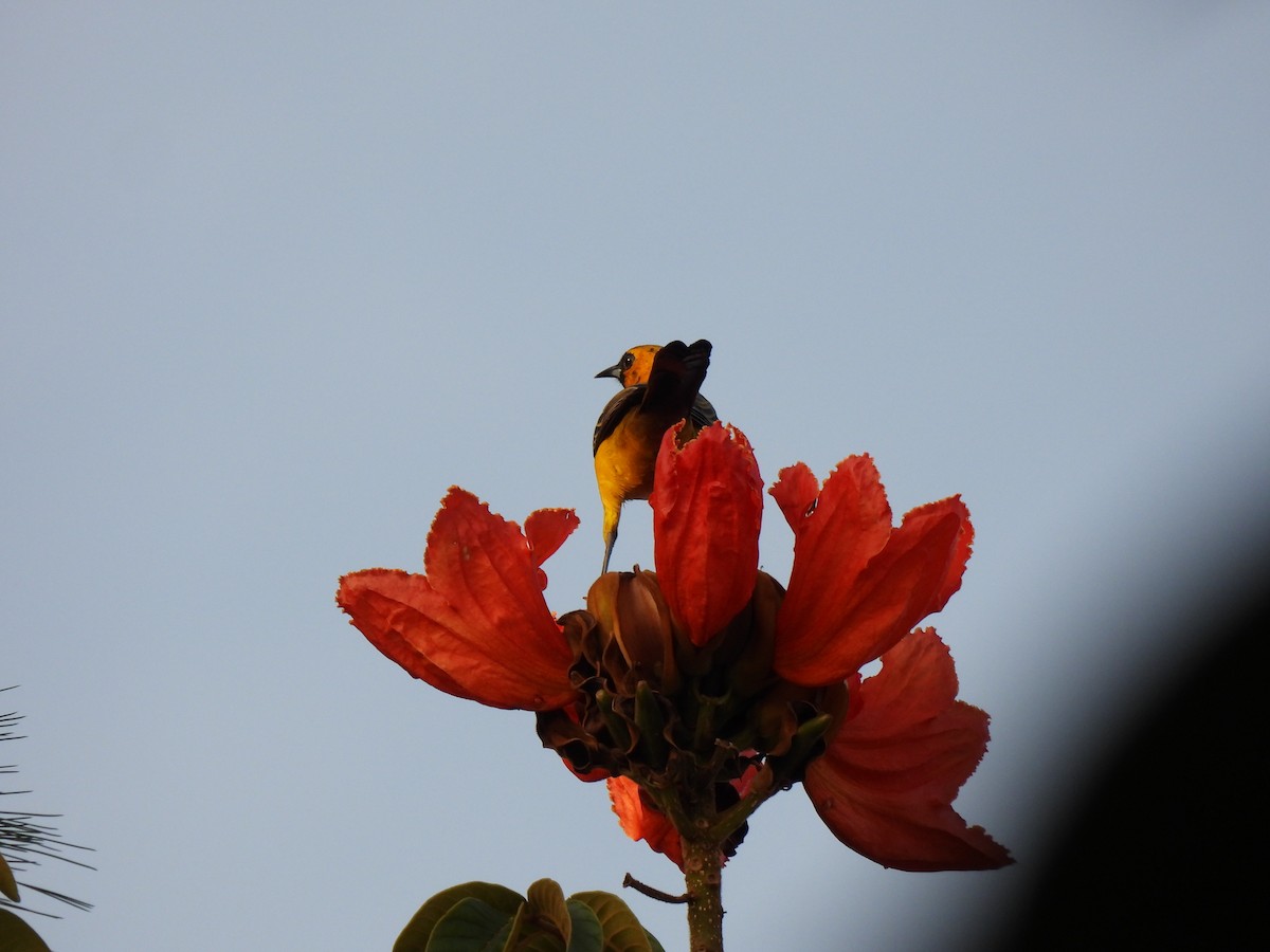 Black-vented Oriole - ML644671217