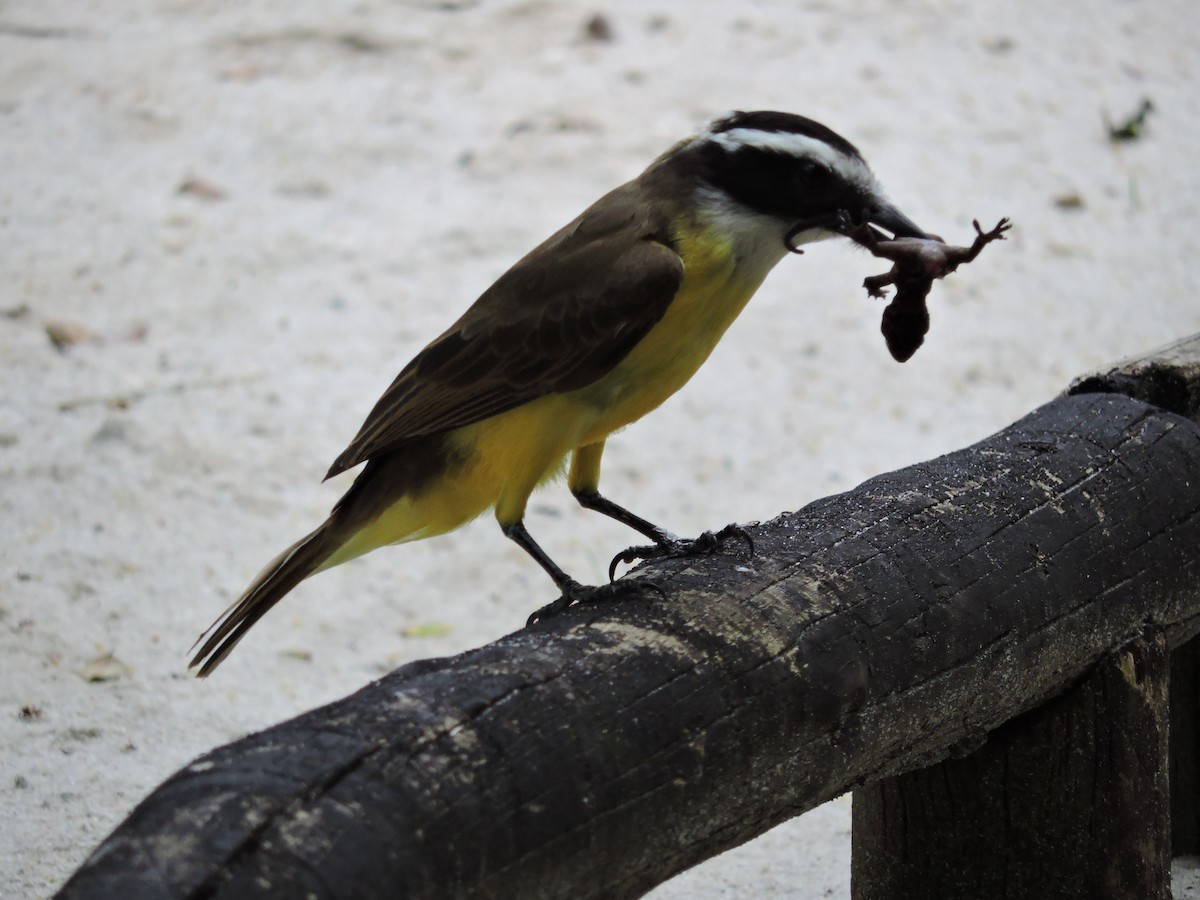 Great Kiskadee - ML644671220