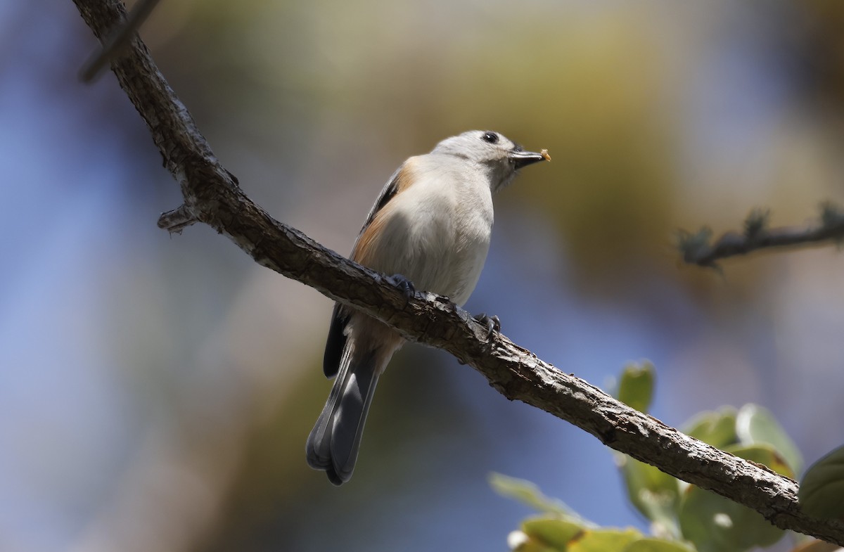 gråduskmeis - ML644671229