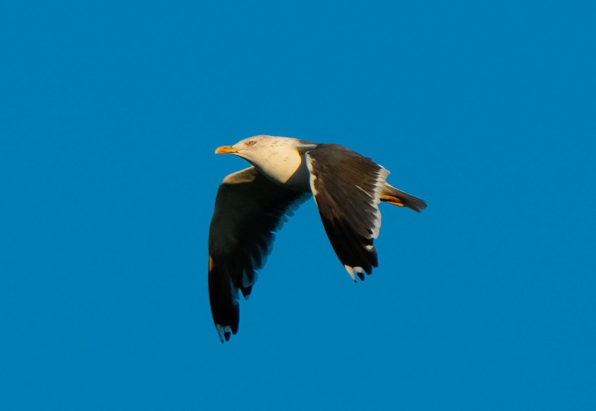 Gaviota Sombría - ML644671230