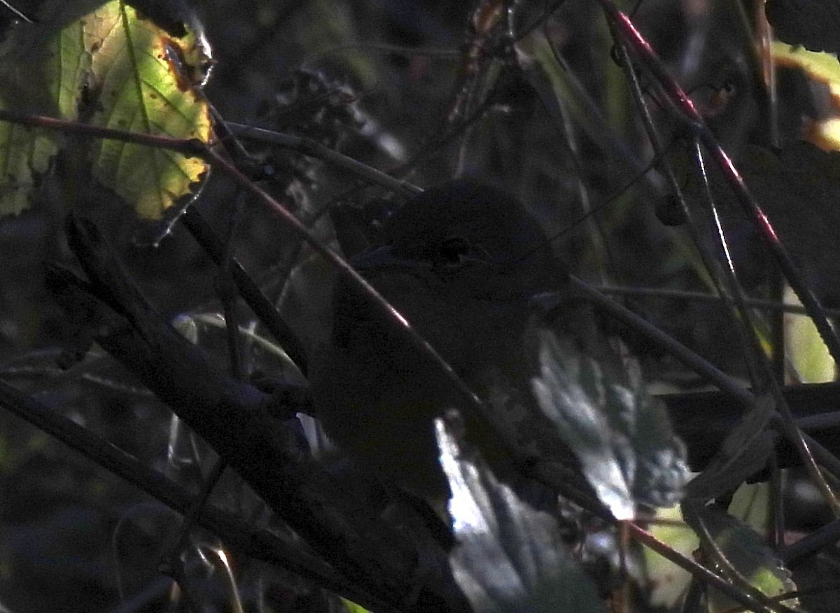 Mourning Warbler - ML644671238