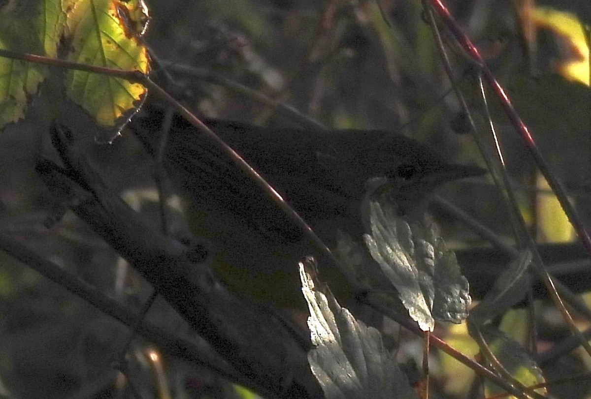 Mourning Warbler - ML644671239