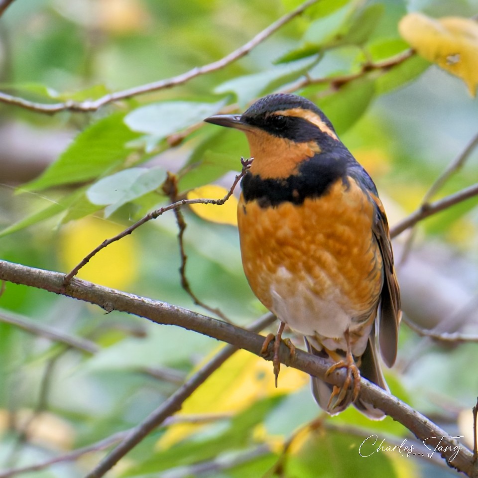 Varied Thrush - ML644671240