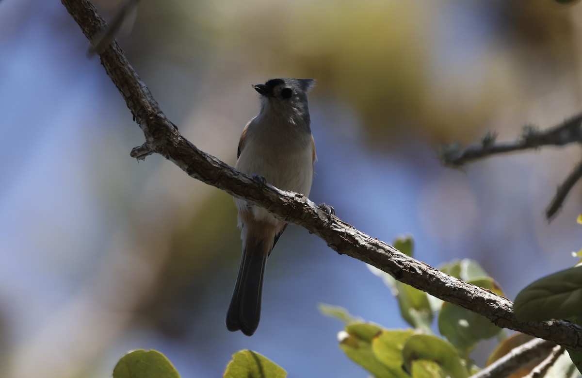 gråduskmeis - ML644671243