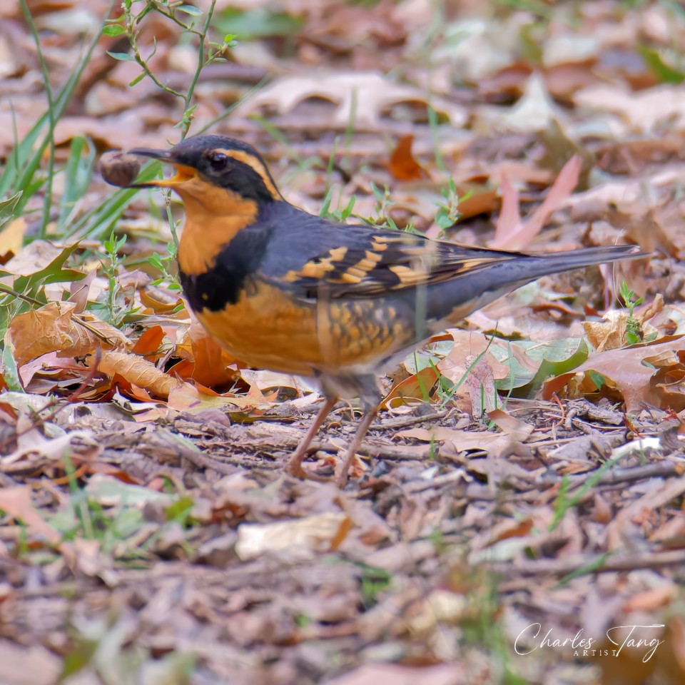 Varied Thrush - ML644671246