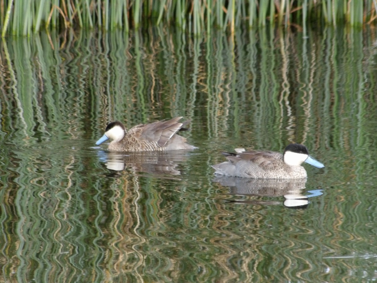 Puna Teal - ML644671249