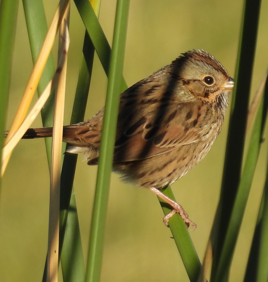 gråbrynspurv - ML644671259