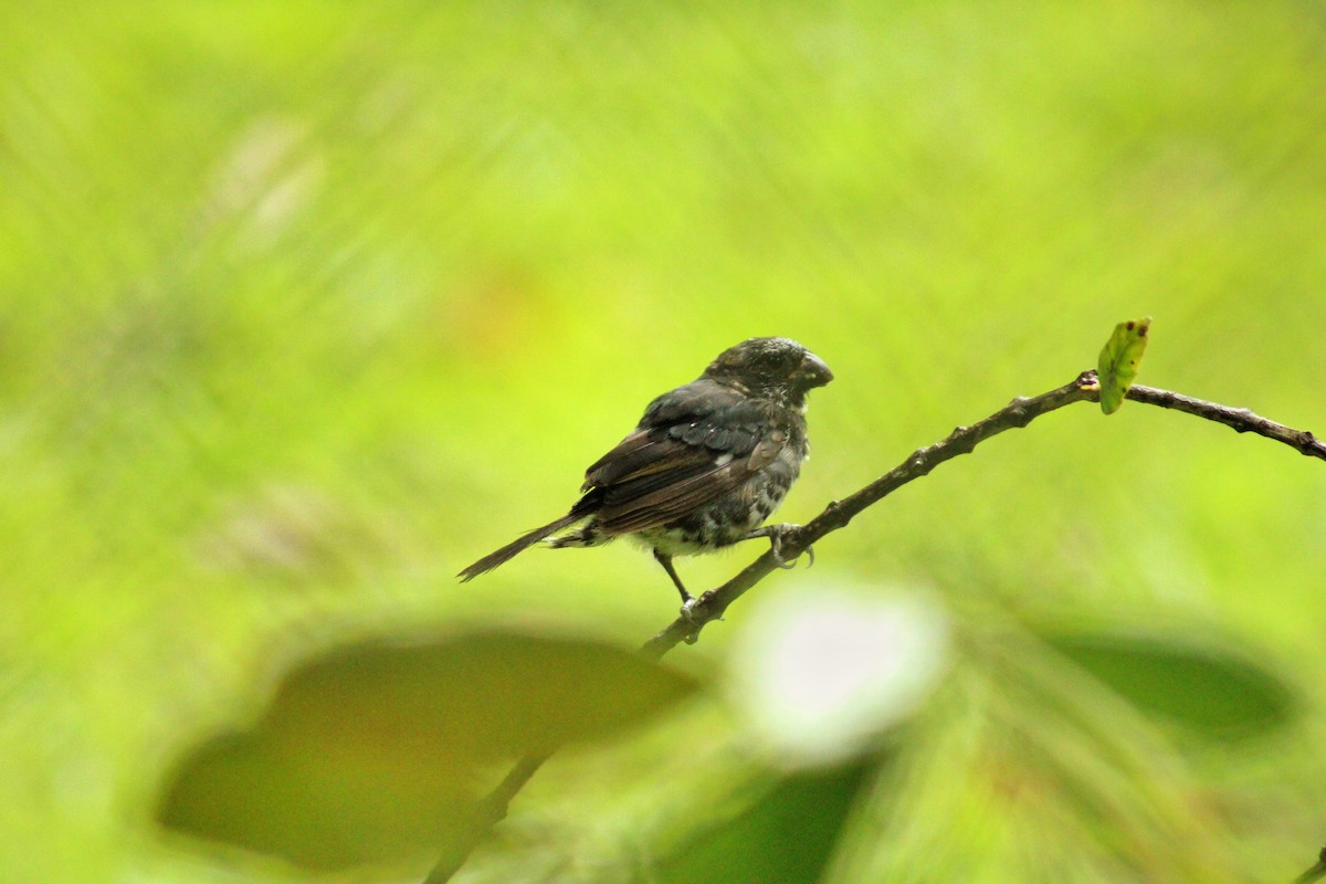 Чёрный просяночник - ML644671262