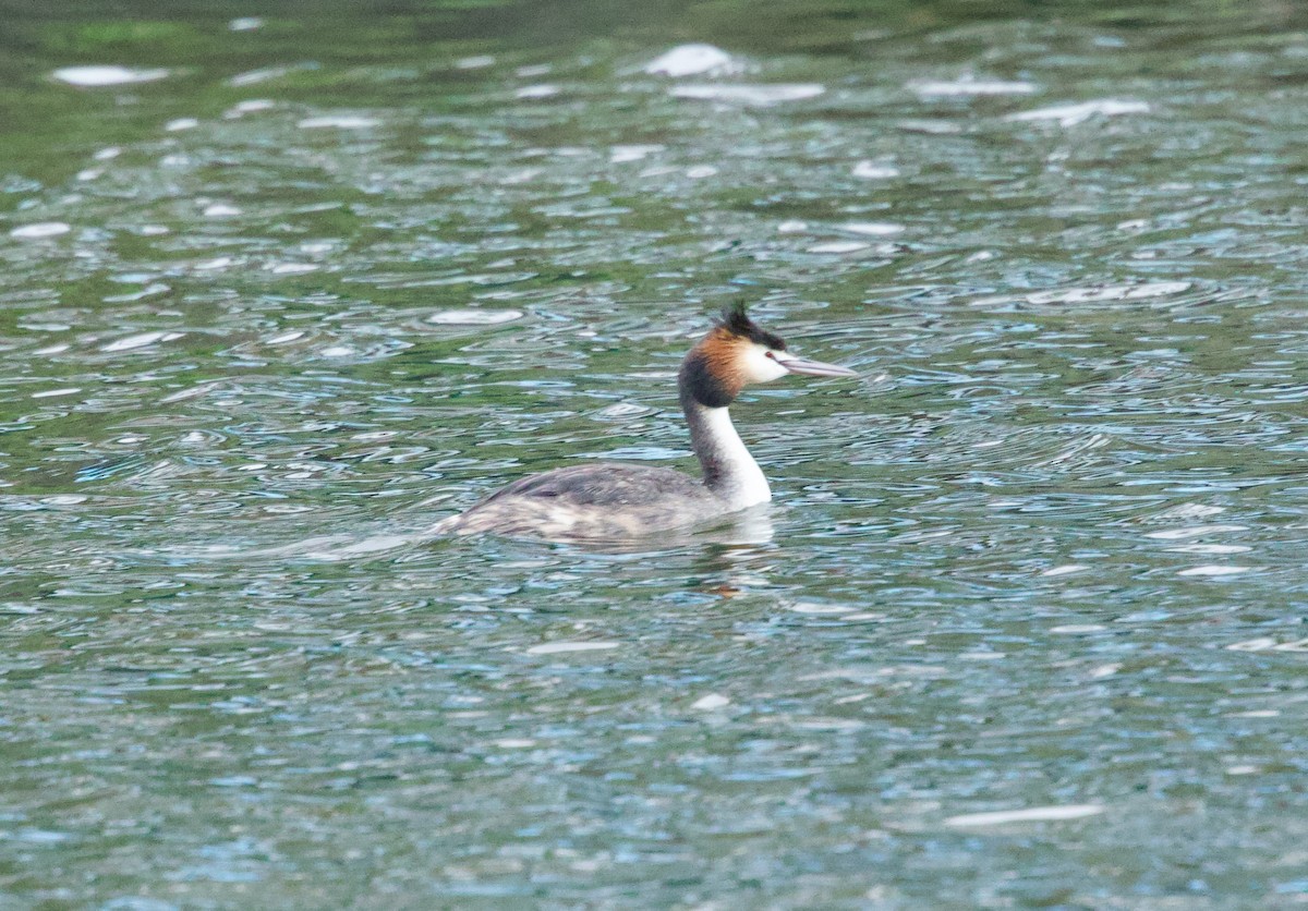 טבלן מצויץ - ML644671265