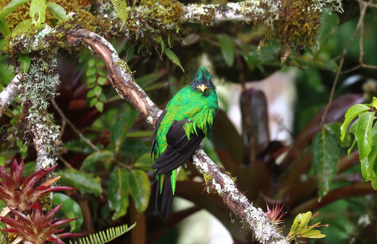 Quetzal resplendissant - ML644671266