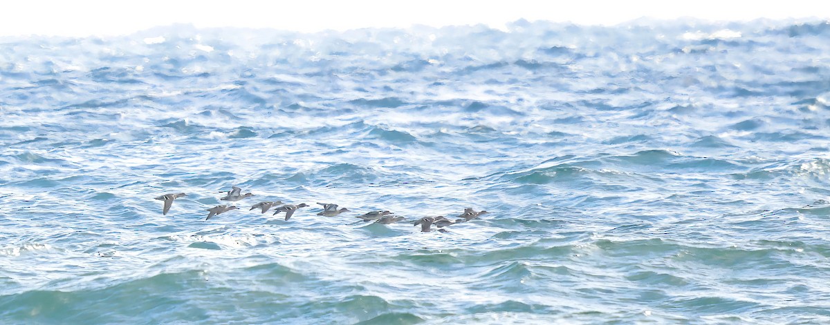 Çamurcun - ML644671267