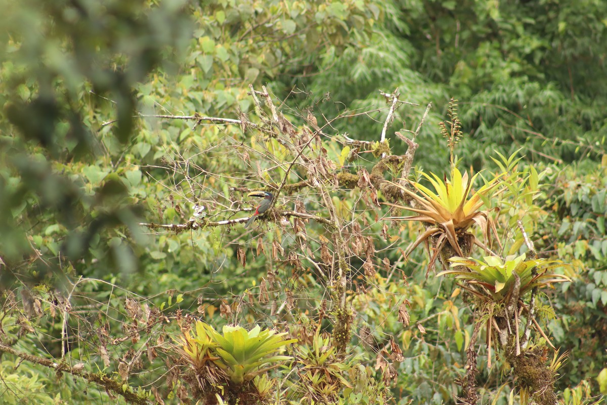 Araçari à oreillons roux - ML644671270