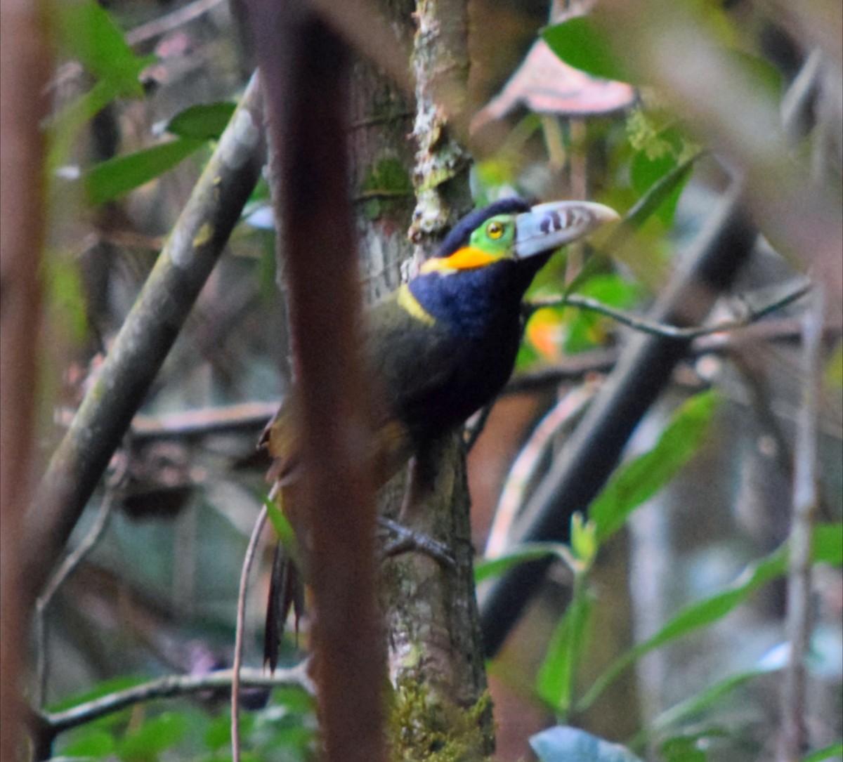 Spot-billed Toucanet - ML644671279