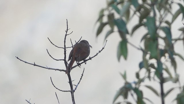 Bandurrita Estriada - ML644671280