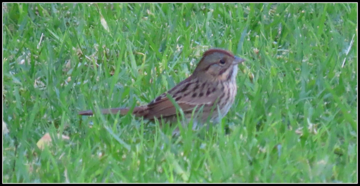 gråbrynspurv - ML644671283