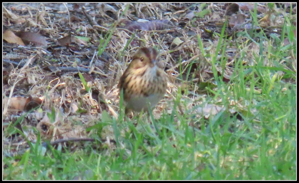 gråbrynspurv - ML644671284