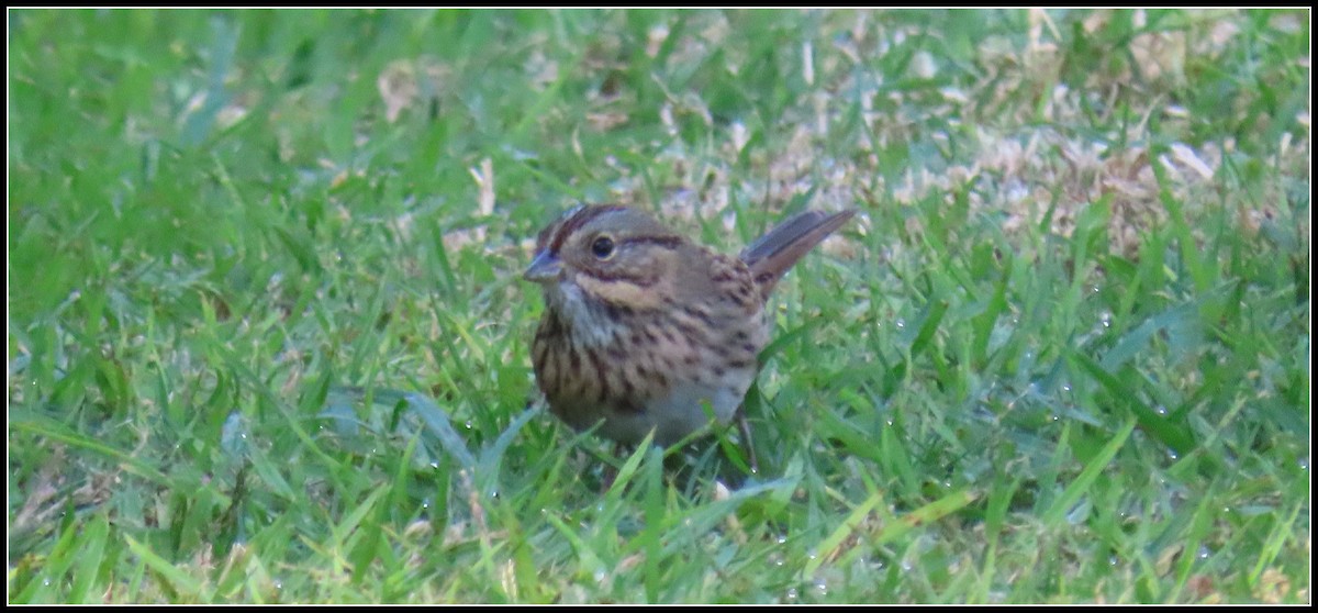 gråbrynspurv - ML644671285