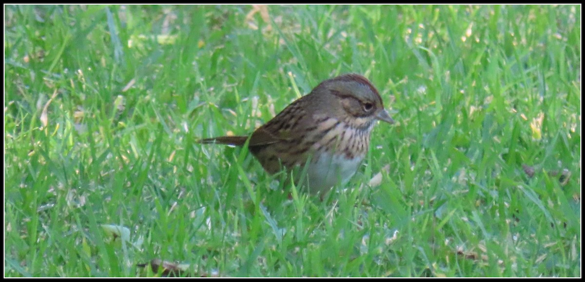 gråbrynspurv - ML644671286