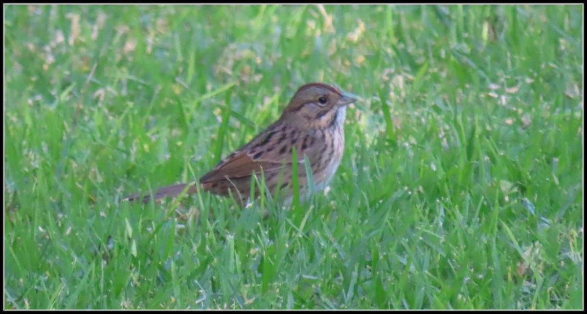 gråbrynspurv - ML644671287