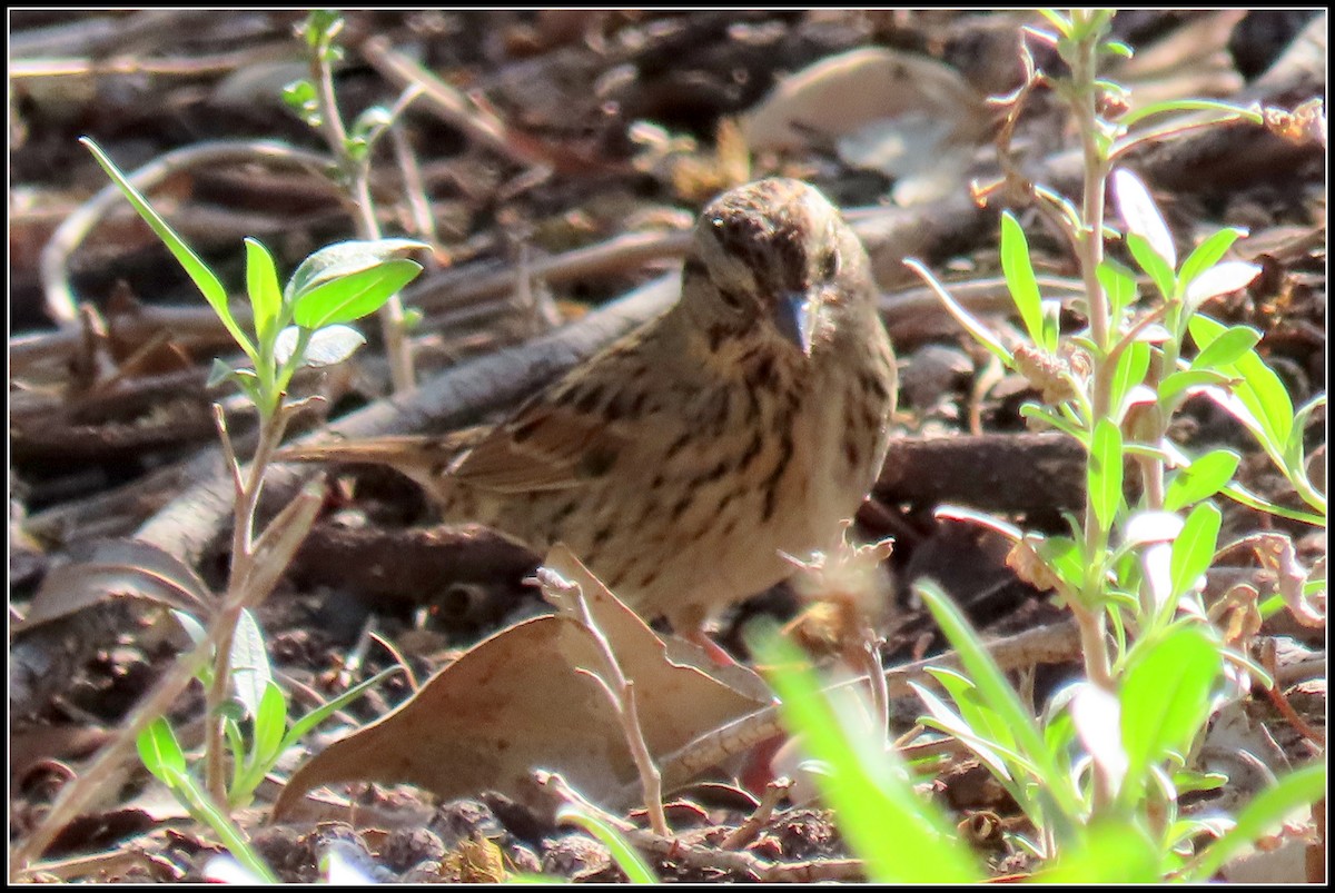 gråbrynspurv - ML644671288