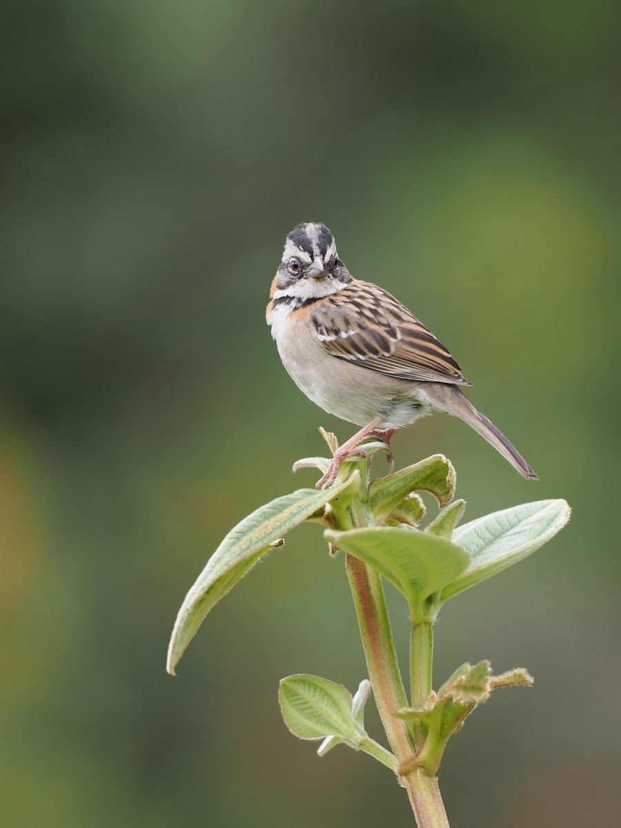 Morgenammer - ML644671297