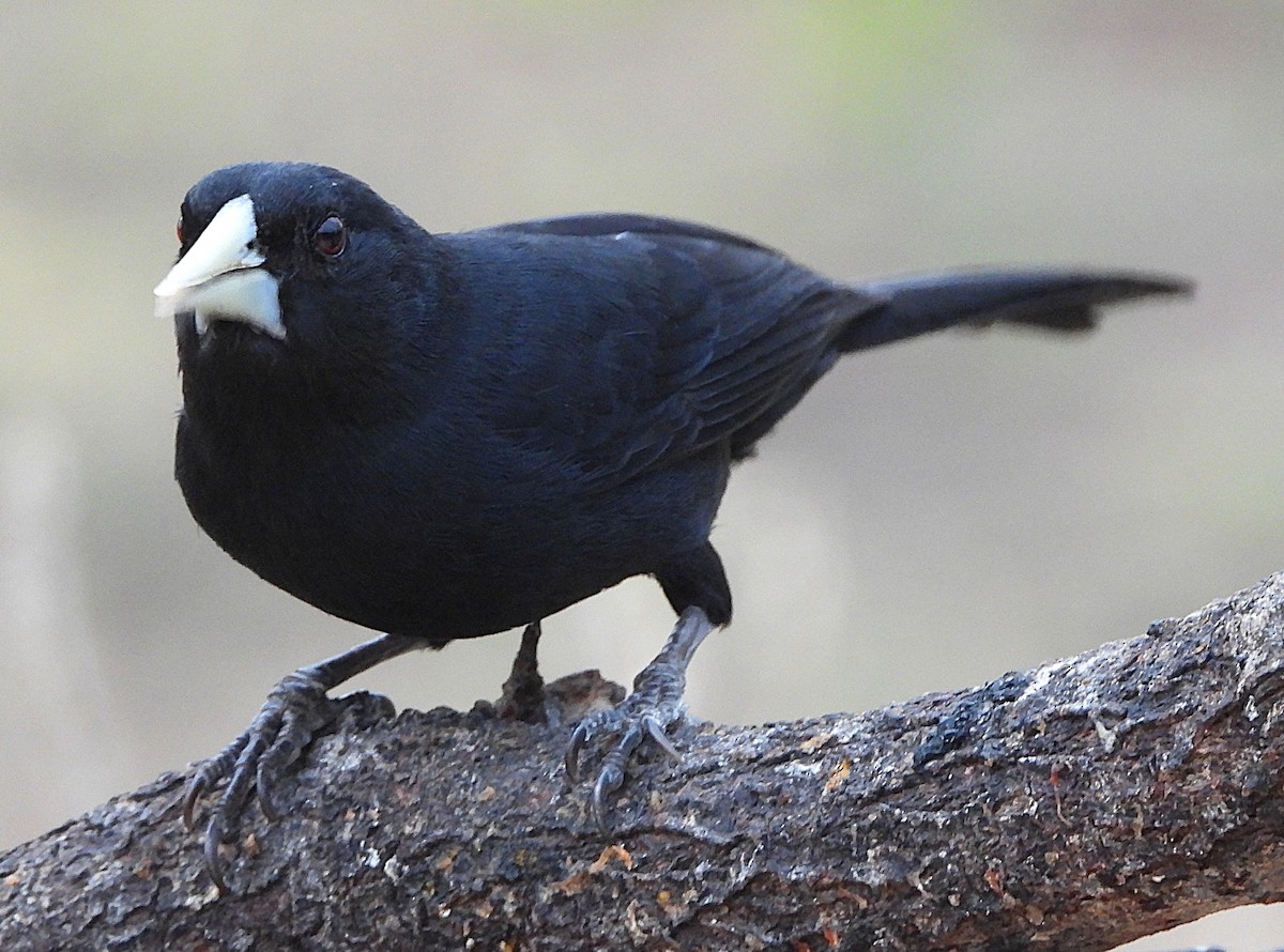 Solitary Black Cacique - ML644671302