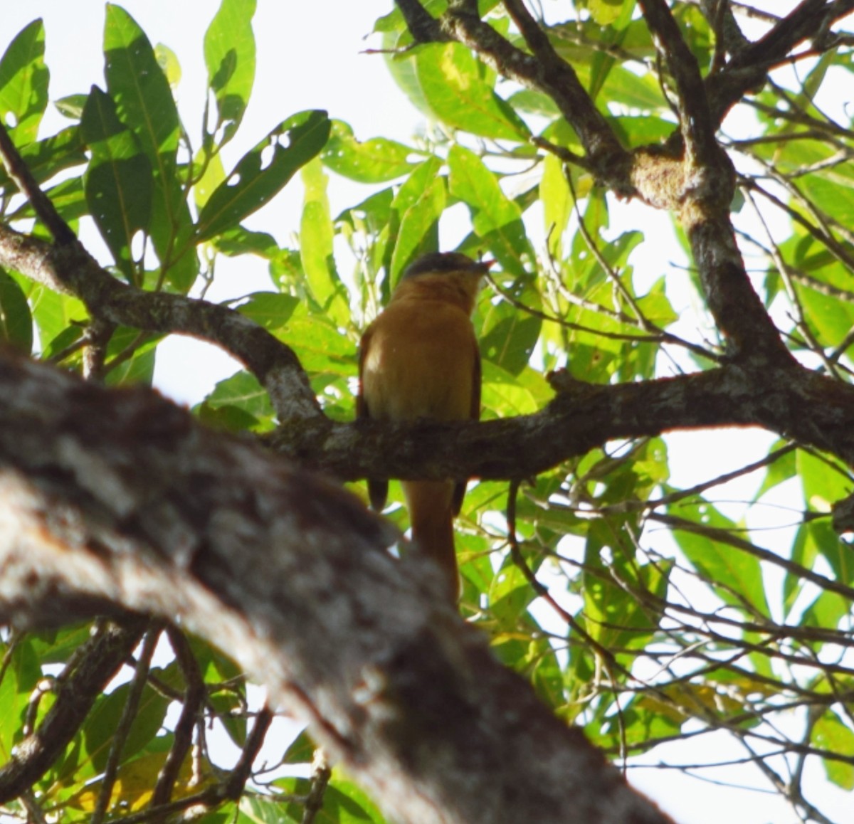 ハチマキカザリドリモドキ - ML644671304