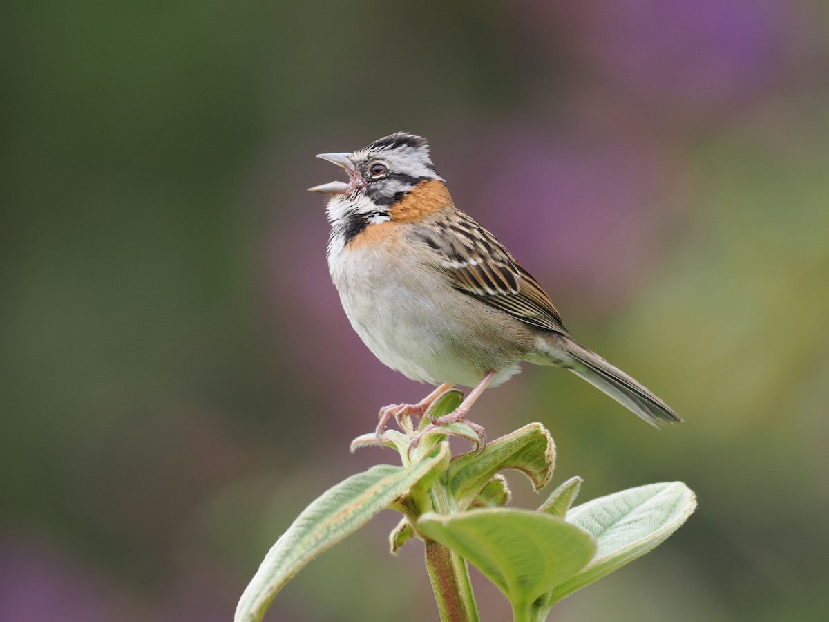 Morgenammer - ML644671313