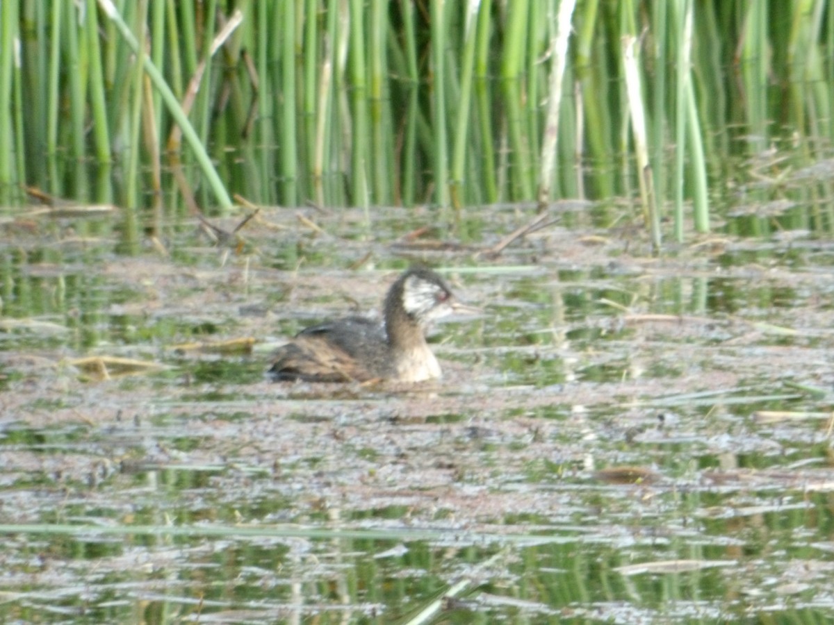 White-tufted Grebe - ML644671326