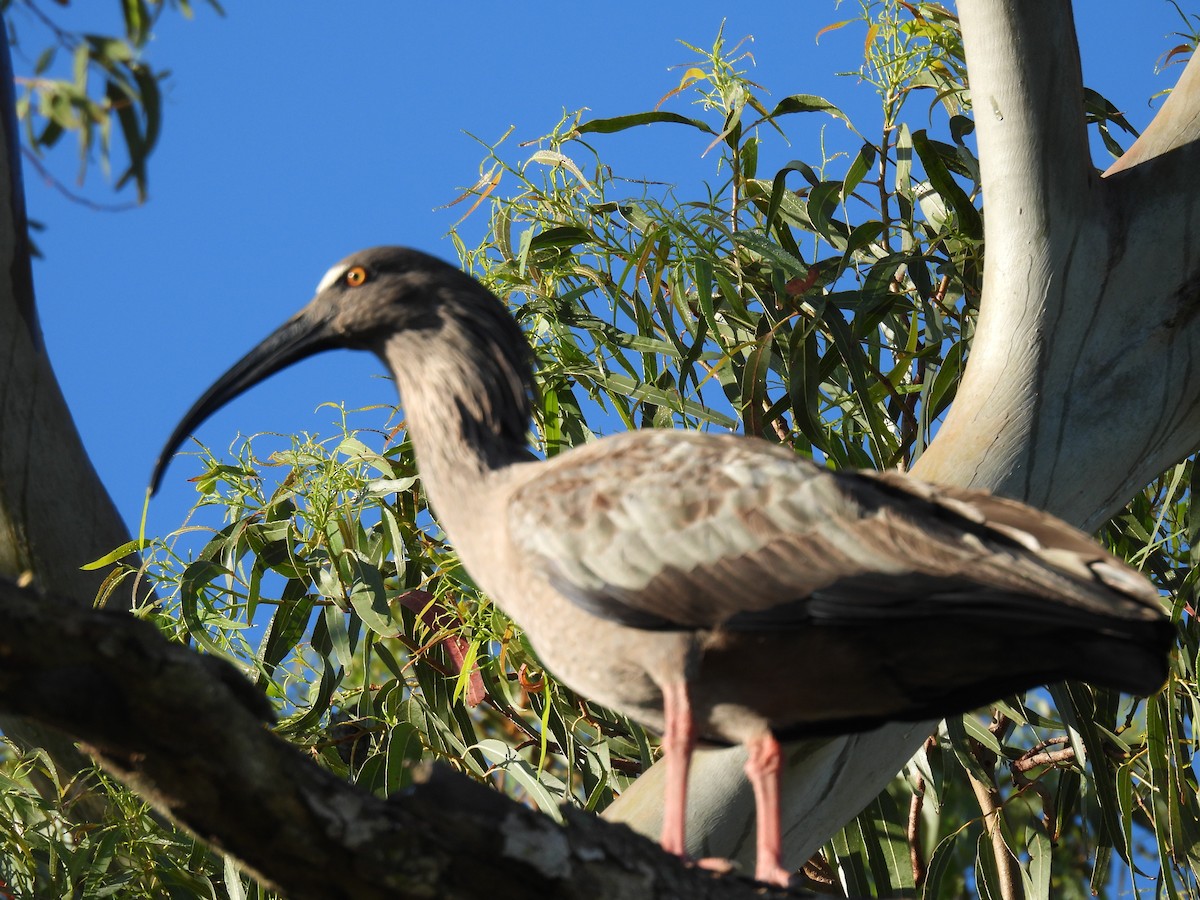 Plumbeous Ibis - ML644671335