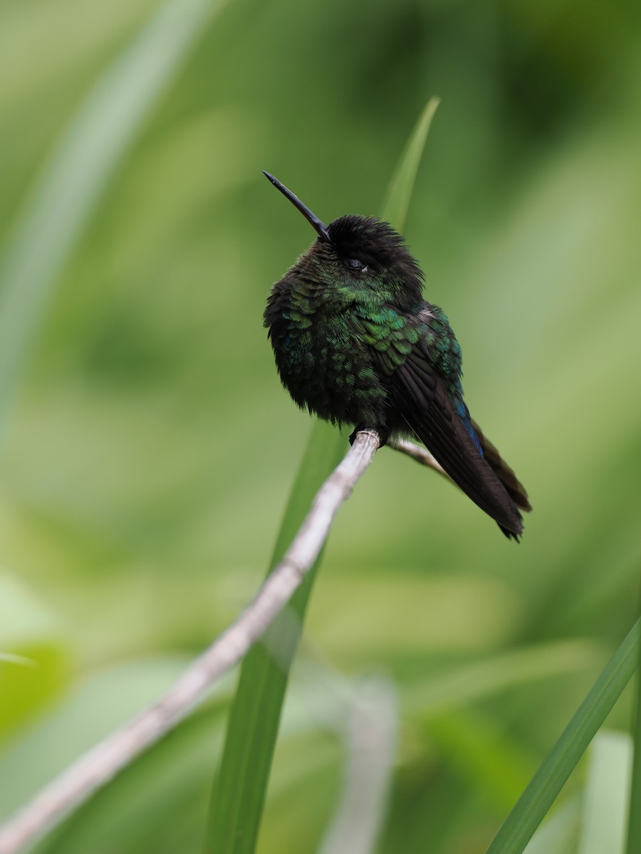 Feuerkehlkolibri - ML644671338