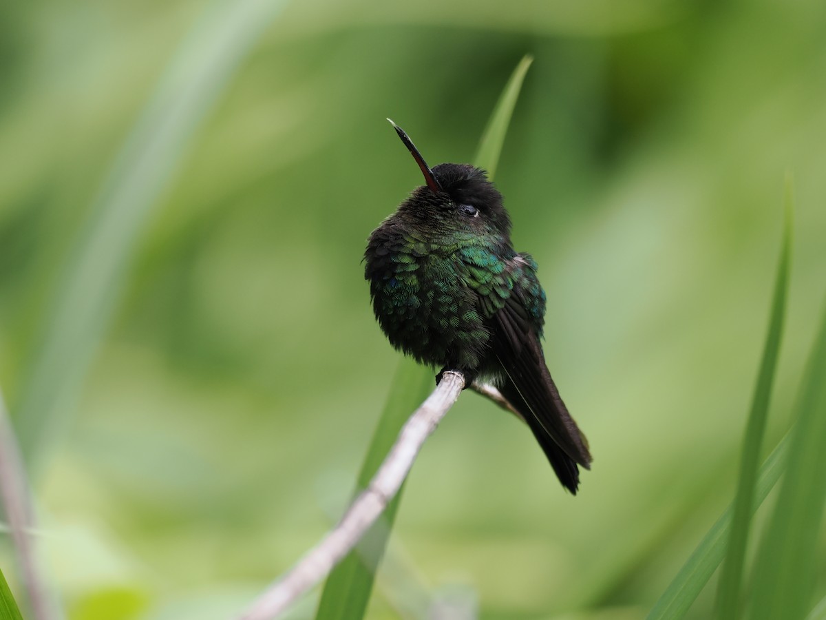 Feuerkehlkolibri - ML644671339