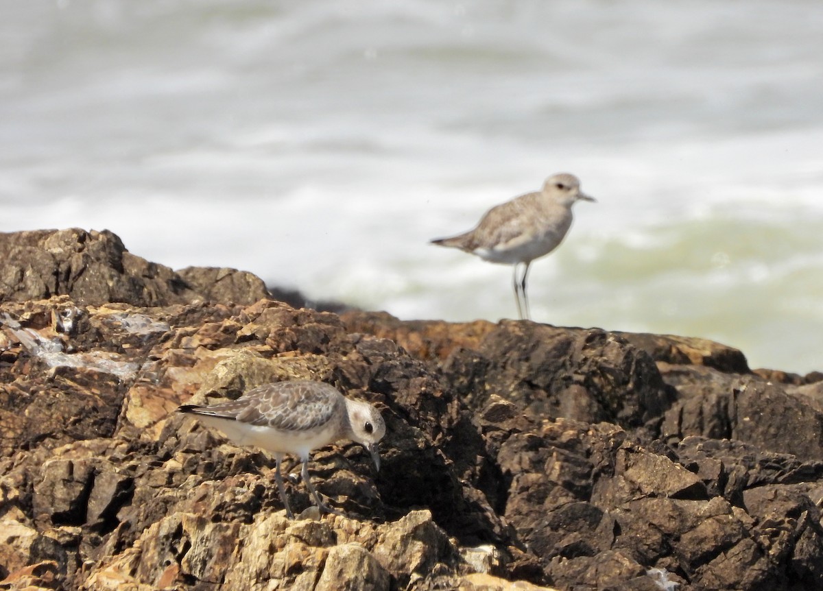 Black-bellied Plover - ML644671343