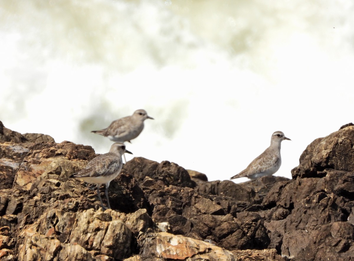 Black-bellied Plover - ML644671344