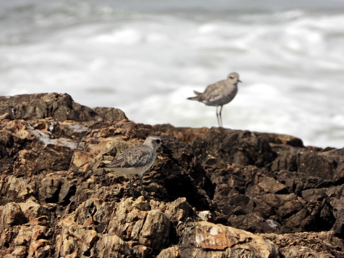 Black-bellied Plover - ML644671345