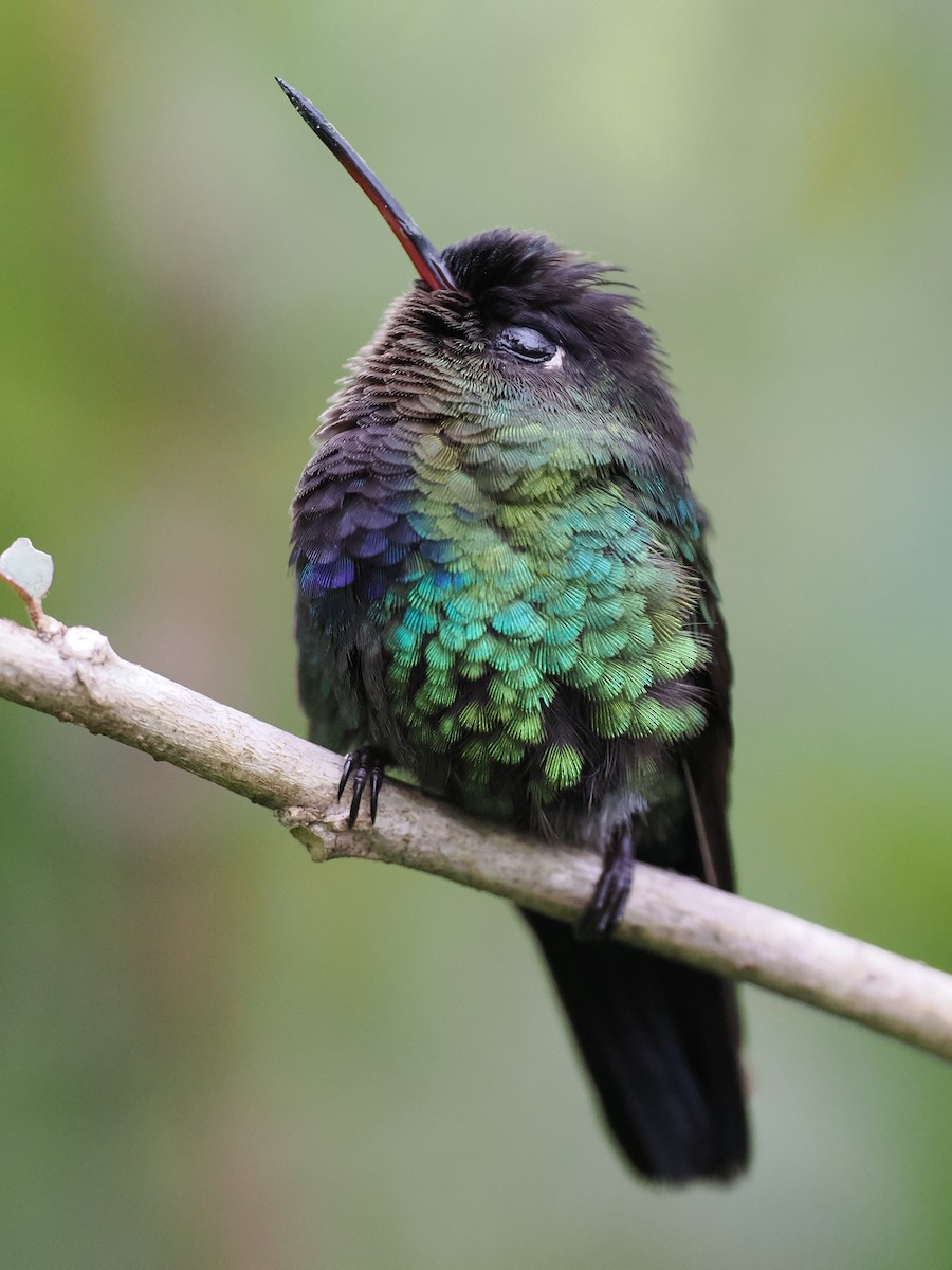 Feuerkehlkolibri - ML644671351