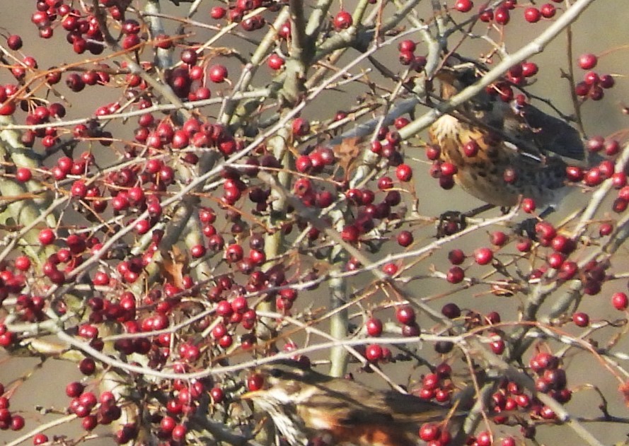 Цагаан хөмсөгт хөөндэй - ML644671358