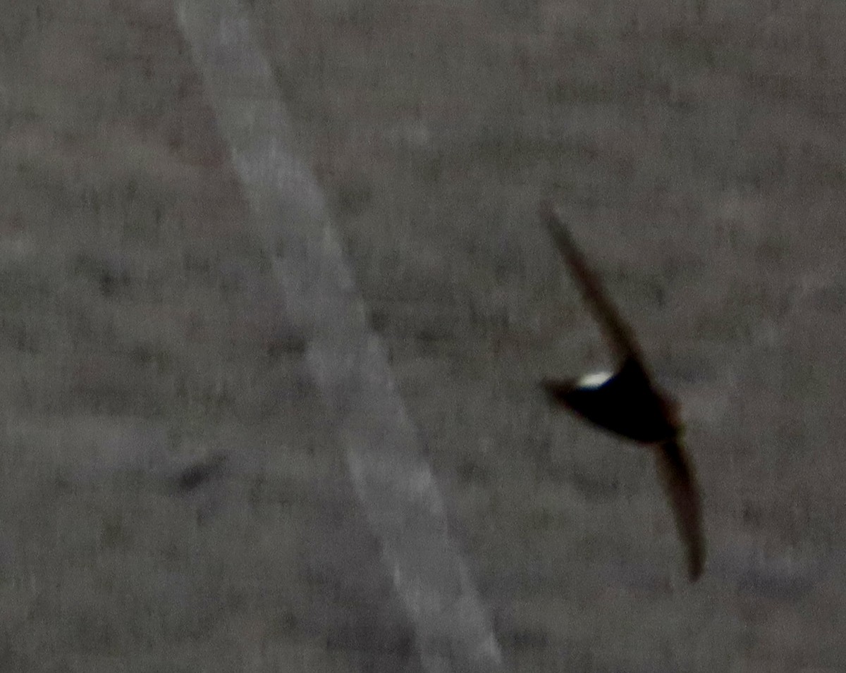 Little Swift - ML644671361