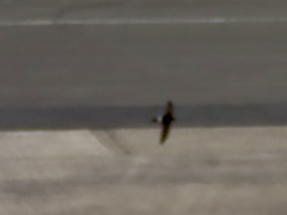 Little Swift - ML644671362